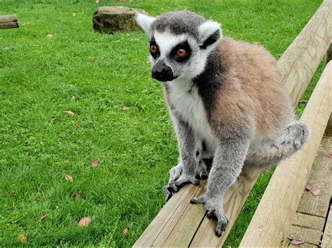 A day at Drusillas Park children's zoo with a toddler - Autumn's Mummy