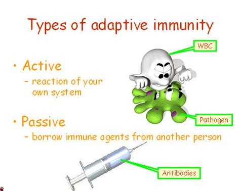 Immunity & Lymph Slides