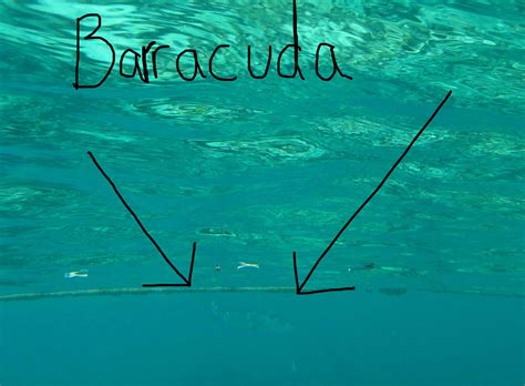 The Barracuda - Carolyn Dube