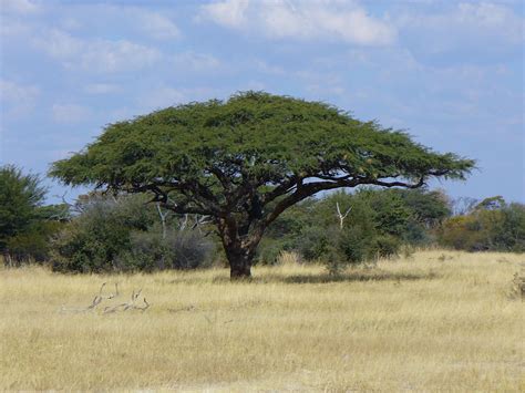 Vachellia Erioloba Wikipedia