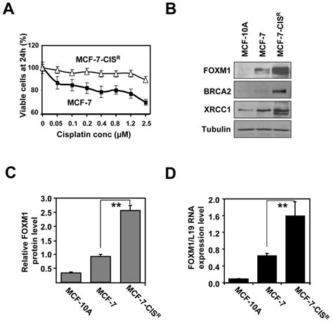 Cisplatin Resistant Cell Line Shows Elevated Foxm1 Protein And Mrna