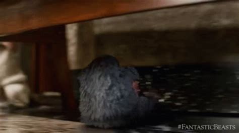 Harrypotter Niffler GIF - Harrypotter Niffler Cute - Discover & Share GIFs