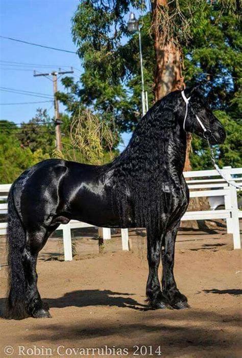 Bello semental frisón Rare Horses, Big Horses, Black Horses, Pretty Horses, Horse Love, Majestic ...