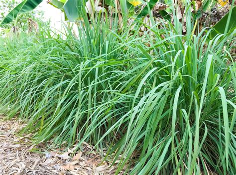 Lemongrass Care How To Grow And Harvest Lemongrass