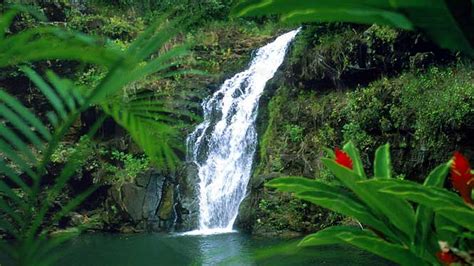 Waimea Valley: Back To Nature - Waimea Valley - ALOHA HAWAII