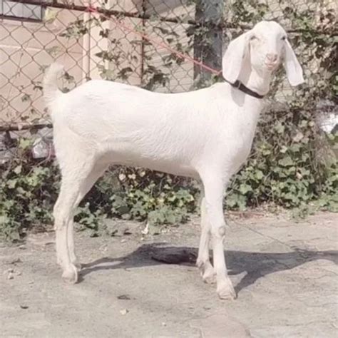 Brown Barbari Goat Meat 15 At 350 Kg In Kekri ID 2848981844062