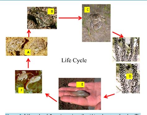 Toad Life Cycle