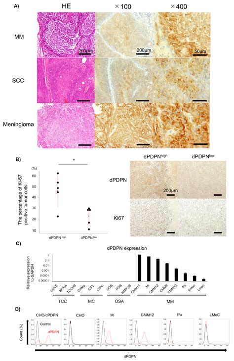 Cells Free Full Text Pdpn Is Expressed In Various Types Of Canine