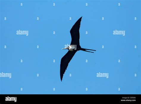 Magnificent Frigatebird Fregata Magnificens San Blas Nayarit Mexico