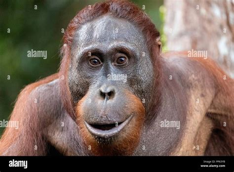 Male Orangutans Hi Res Stock Photography And Images Alamy