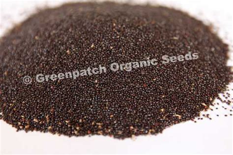 Vegetable Seeds Greenpatch Organic Seeds