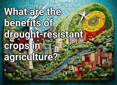 What are the benefits of drought-resistant crops in agriculture? – Eco ...