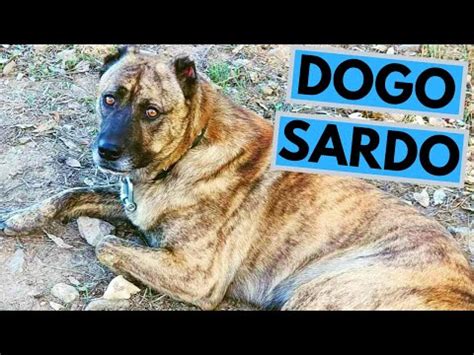 Dogo Sardo Information: Statistics about the Breed [Expert Opinion]