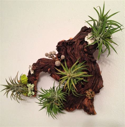 15 Best Air Plant Wall Art