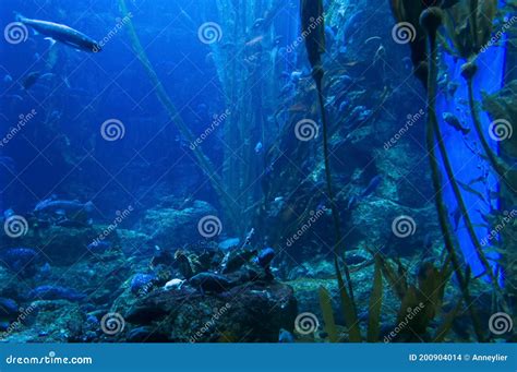 Fondo Submarino Con Criaturas Marinas Y Plantas Foto De Archivo