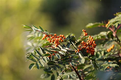 Showy Mountain Ash Trees Today Nursery