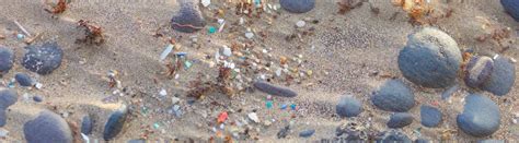 Environmental Impact Of Microplastics