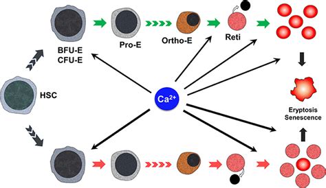 The Regulation Roles Of Ca2 In Erythropoiesis What Have We Learned