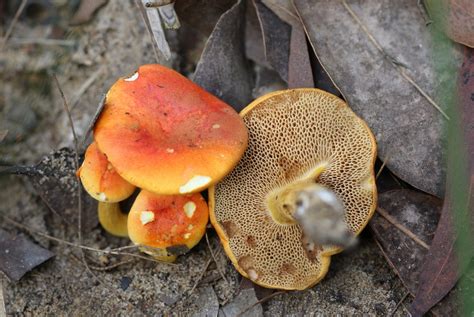 Burnt Orange Bolete From Kariong NSW 2250 Australia On March 4 2024