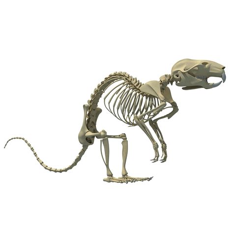 Rat Skeleton 3D Model 3D Model $79 - .3ds .c4d .lwo .obj .xsi .max .ma ...