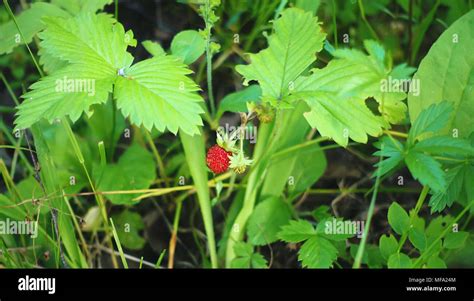 Wald Erdbeeren Fotos Und Bildmaterial In Hoher Aufl Sung Alamy