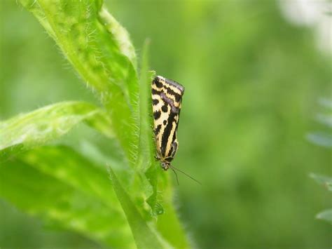 Spotted Sulphur Adult Ukmoths