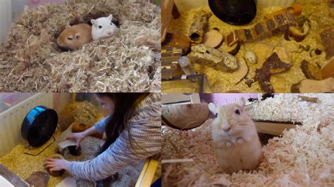 How To Set Up A Gerbil Home Youtube