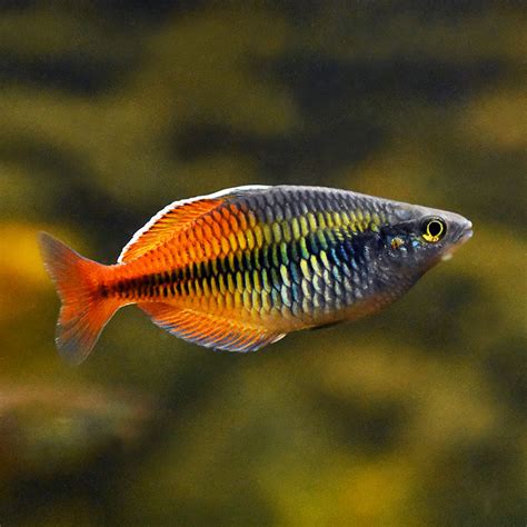 Ihr Aquaristik Fachgeschäft Fische Pflanzen Und Mehr Boesemans