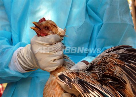 鳥インフルエンザ感染で2万羽殺処分、インド 写真2枚 国際ニュース：afpbb News