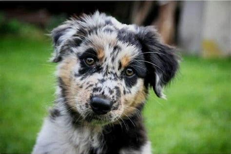 41 Australian Shepherd Mix Breeds