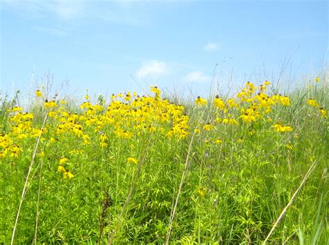 Roadside bouquets: Iowa prairie flowers