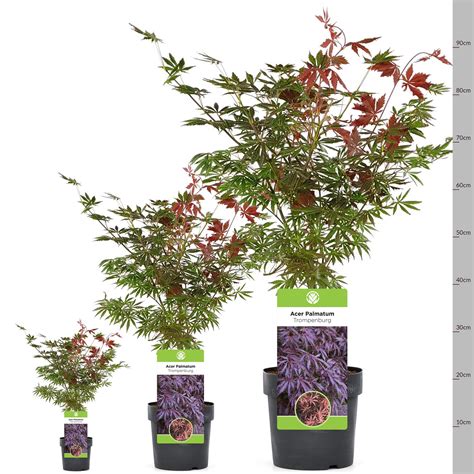 Mua Acer Palmatum Trompenburg Japanese Maple Deciduous Potted Trees