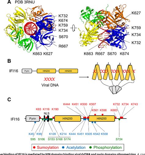 Figure 1 From The Emerging Role Of Nuclear Viral Dna Sensors