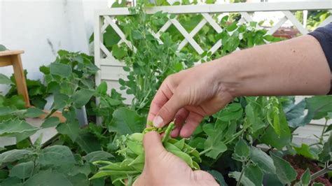 Zuckerschoten Ernten Den Richtigen Zeitpunkt Erkennen Gem Se Balkon