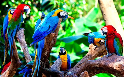 HD wallpaper: bird, birds, nature, parrot, parrots, tropical, wildlife ...