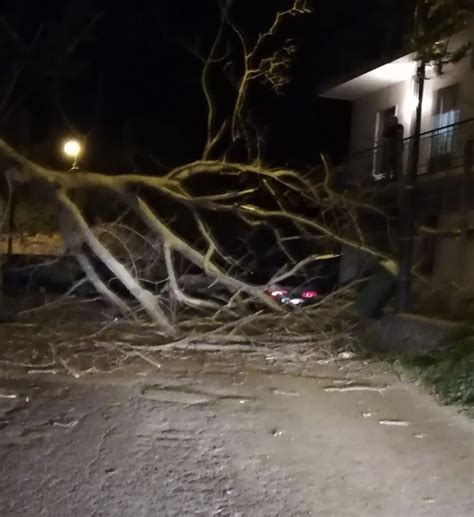 Il Vescovado Vento Forte Rudere Crollato E Albero Abbattuto Su