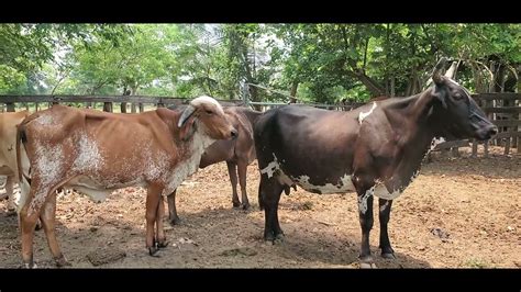 Bonitas Vacas Cargadas Ala Venta YouTube