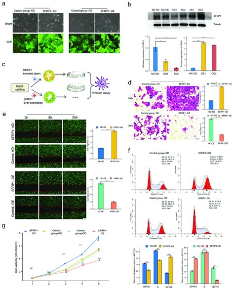 Sfrp Represses Invasion Migration And Proliferation Of Cal Cells In