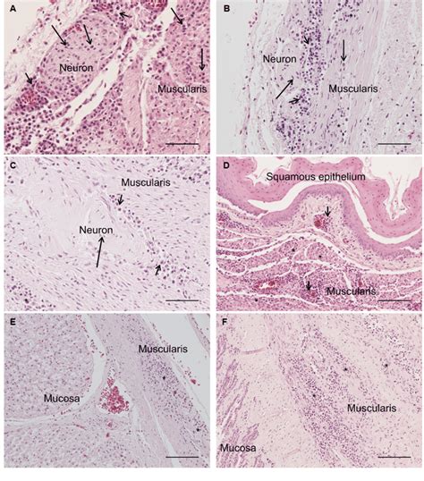 Photomicrographs Of He Stained Sections Bar M A B C Or