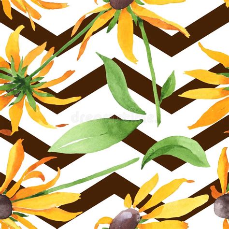 Rudbeckia Hirta Flores Botânicas Florais Conjunto De Ilustrações De