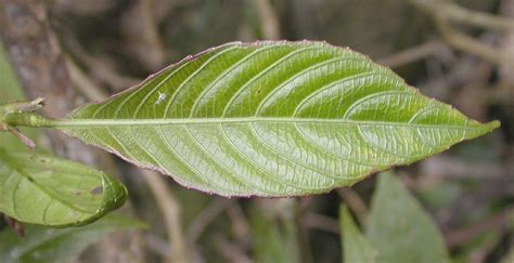 Strobilanthes Acanthaceae Image At Phytoimages Siu Edu