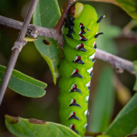 Las Orugas De Mariposa Tienen Hasta M Sculos En Su Cuerpo