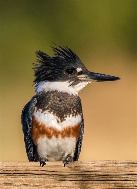 Belted Kingfisher Female Belted Kingfisher Kingfisher Pet Birds