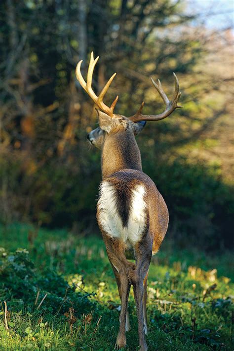 8 Ways Whitetails Communicate With Their Tails And What Each Means For