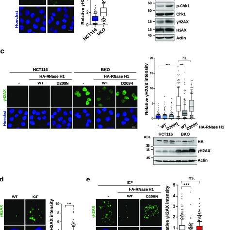 R Loops Are The Sources Of Dna Damage In Bko And Icf Cells A B Hct116