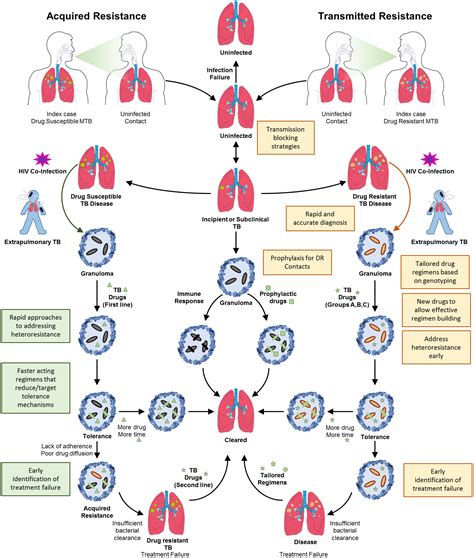 Frontiers Drug Resistant Tuberculosis Implications For Transmission