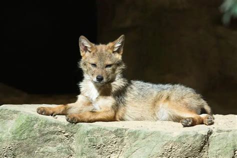 El coyote que come donde vive características y curiosidades Vida