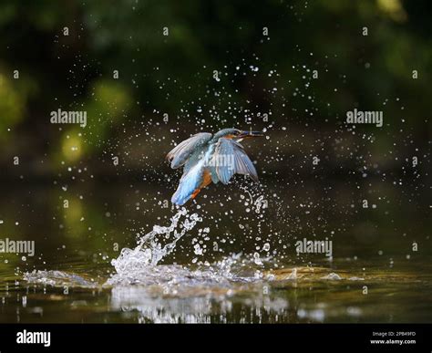 Common Kingfisher Alcedo Atthis Adult Female In Flight Emerging