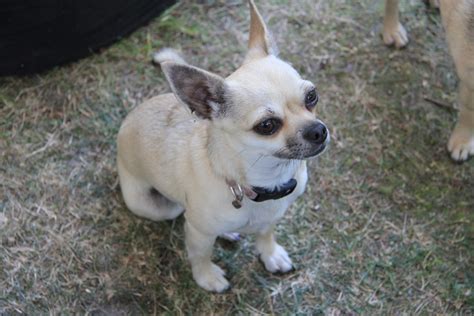 Free Images Cute Pet Small Vertebrate Chihuahua Dog Breed Pappy