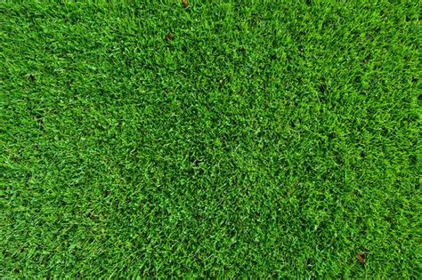 Top View Of Lush Green Grass